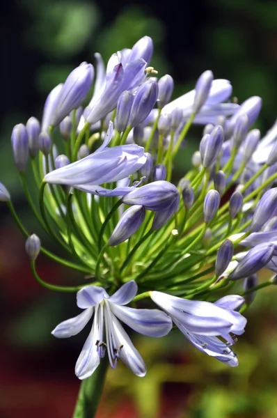 Blue Agapanthus Flower in Summer Garden — Stock Photo, Image