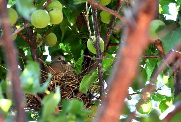Baby Turtle Dove Bird in Nest Close-up — Stock Photo, Image