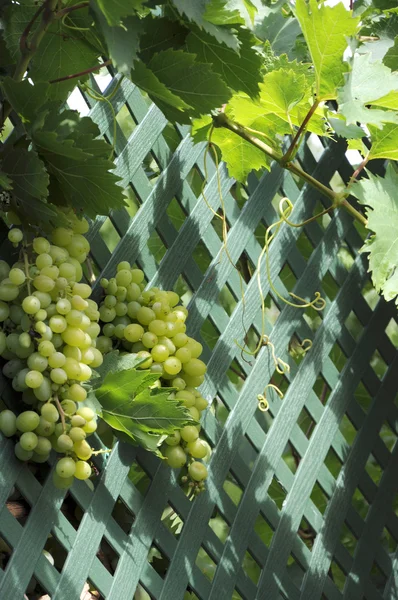 Des grappes de raisins sultana suspendues à une vigne — Photo