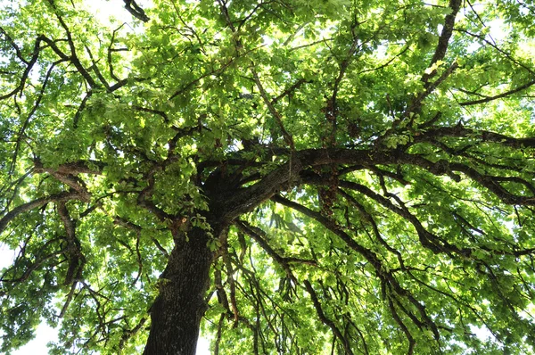 İç çamaşırım uzun boylu Avustralya parkland yaz gününde ağaçlar.