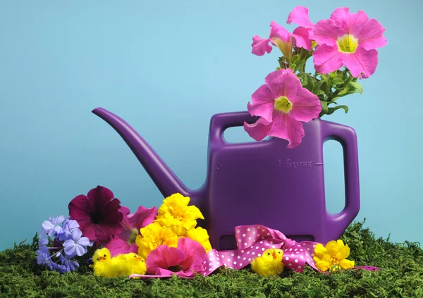 Spring concept with purple watering can and colorful flowers — Stock Photo, Image