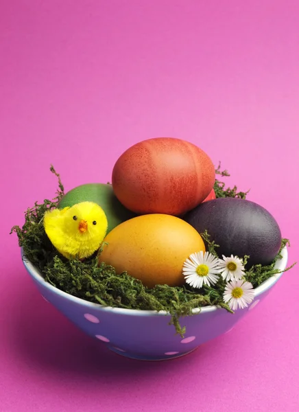 Kleurrijke Pasen eieren met witte margriet in blauwe polka dot kom tegen roze achtergrond. — Stockfoto