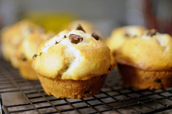 Homemade vanilla and chocolate chip sponge muffins — Stock Photo, Image