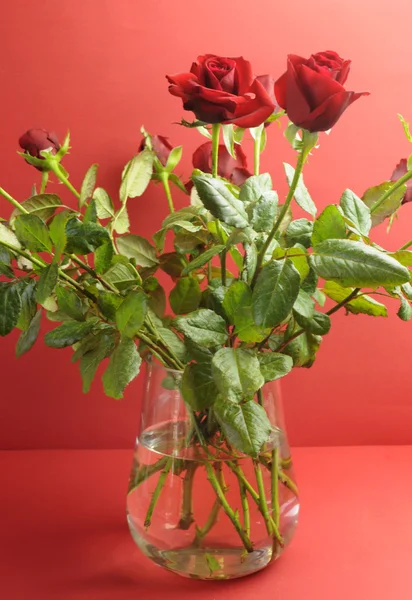 Vaso di bellissime rose rosse su sfondo rosso, per San Valentino o per dire Ti amo . — Foto Stock