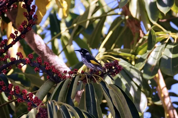 Австралійський жовтий і чорний honeyeater птах в парасолька завод дерево їсти червоні ягоди фрукти восени, придбаний в Аделаїда, Південна Австралія. — стокове фото