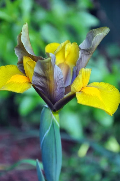 Krásná holandská iris květiny na jaře, zblízka. — Stock fotografie