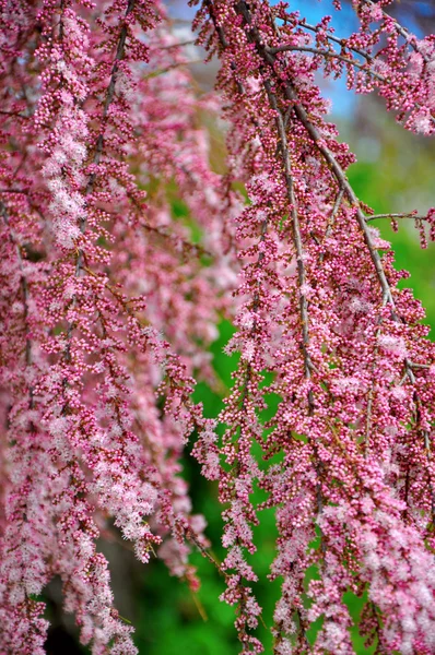 Pink Spring blossom flowers on weeping branch of shrub tree in Springtime. — Stock Photo, Image