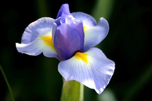 Erstes Zeichen des Frühlings - Blütenblume — Stockfoto