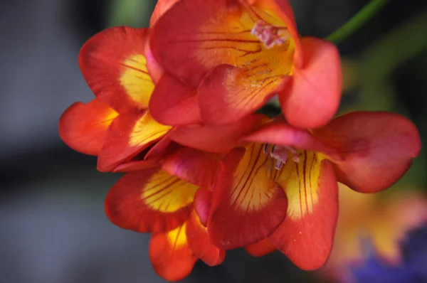 Primeiro sinal de primavera - flor de flor — Fotografia de Stock