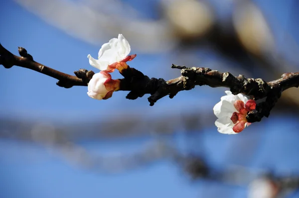 El primer signo de la primavera - la flor de flor — Foto de Stock