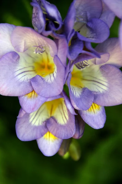 Primeiro sinal de primavera - flor de flor — Fotografia de Stock