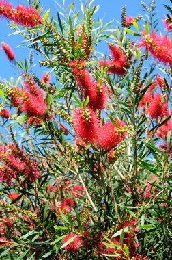 Red flowers of the Australian Bottlebrush tree clipart