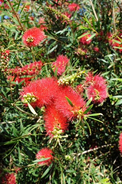 Red flowers of the Australian Bottlebrush tree — Stock Photo, Image