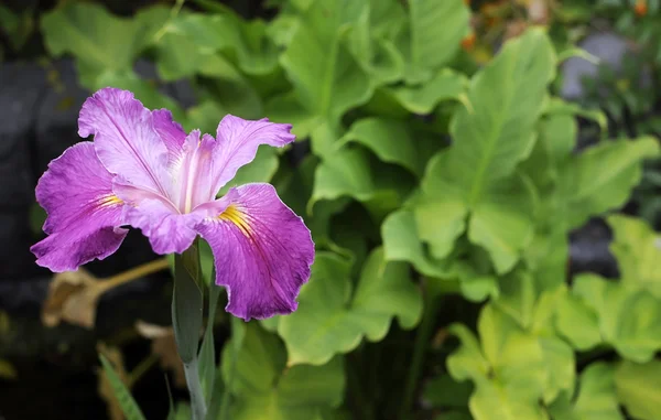 Rosa púrpura japonés agua iris — Foto de Stock