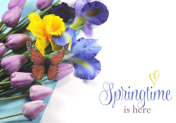 Primavera é Aqui texto de amostra no fundo branco com íris de seda azul, branco e roxo, narciso amarelo, tulipas malva rosa e borboleta monarca . — Fotografia de Stock