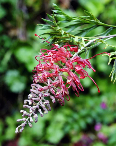 オーストラリア原産の植物のようなグレビレア銀行の赤い花. — ストック写真