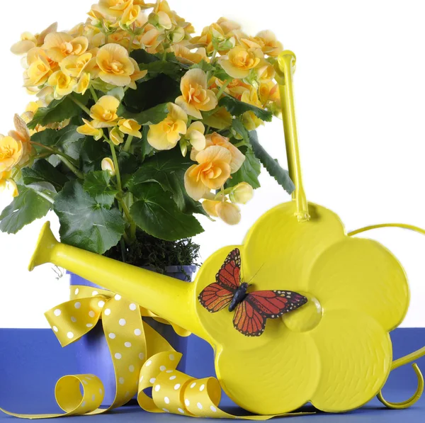 Yellow begonia potted plant — Stock Photo, Image