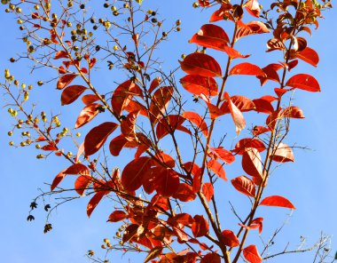 lagerstroemia içinde bir genç krep myrtle, kırmızı sonbahar sonbahar yaprakları