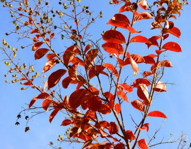 Red autumn fall leaves of a young Crepe Myrtle, Lagerstroemia in clipart