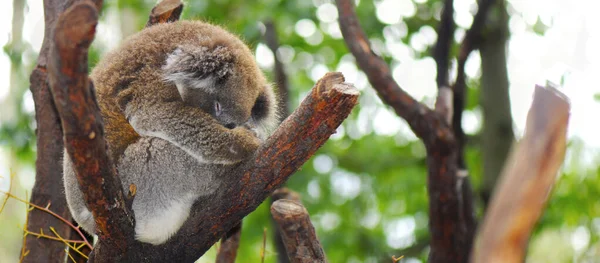 Jeune australien Koala — Photo