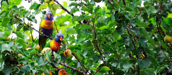 Twee Australische regenboog lori-keet papegaaien eten abrikozen. Stockafbeelding