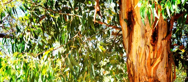 Australischer Eukaplytuskautschukbaum, der die natürliche Buschkulisse einrahmt. Stockbild