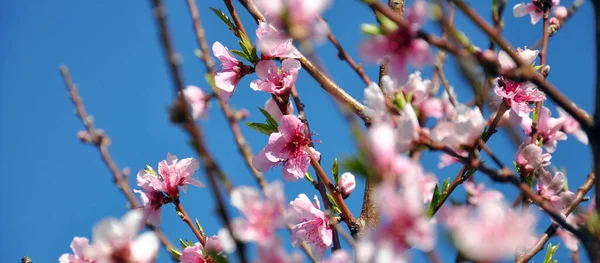 Primer plano de flores de primavera rosa en el melocotonero — Foto de Stock