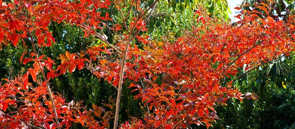 Ζωηρά κόκκινα φύλλα φθινοπώρου. — Φωτογραφία Αρχείου