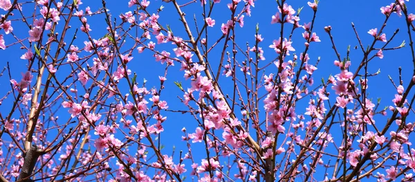 Güneşli mavi gökyüzüne karşı bahar pembe çiçekli meyve ağacı. — Stok fotoğraf