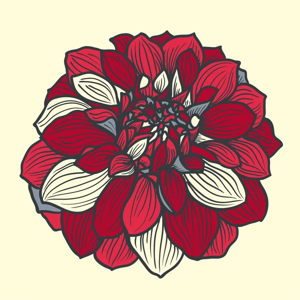 Dahlia çiçeği çizilmiş — Stok Vektör