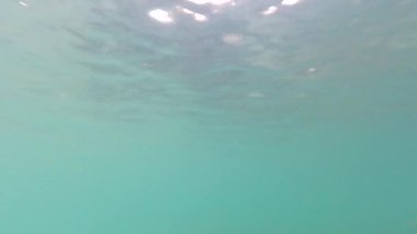 Under the sea there are creatures swimming. There was a fish swimming underwater.