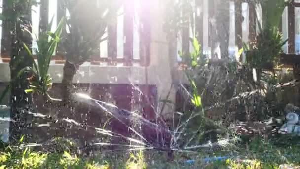 水在扩散时软管旋转 用阳光浇灌树木 — 图库视频影像