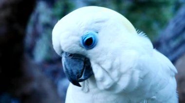 Close up, The colorful pattern of parrots is a highlight. It is a beautiful natural bird.