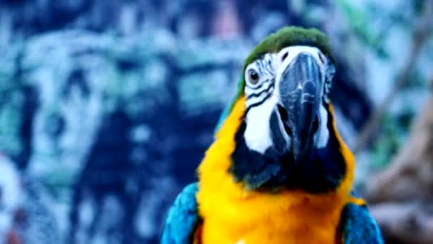 Colorful Pattern Parrots Highlight Beautiful Natural Bird — Stock Video