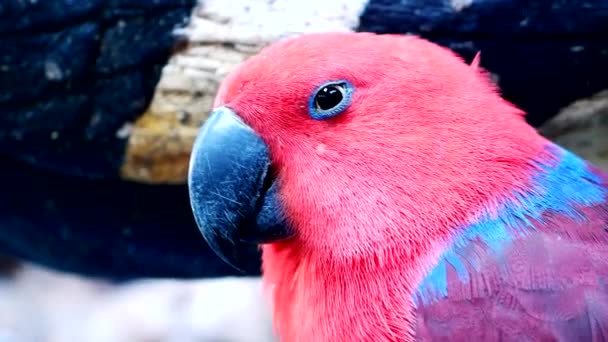 Close Colorful Pattern Parrots Highlight Beautiful Natural Bird — Stock Video