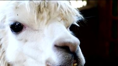 Close up, Big black goat eyes and thick white fur. face and head when meeting strangers.