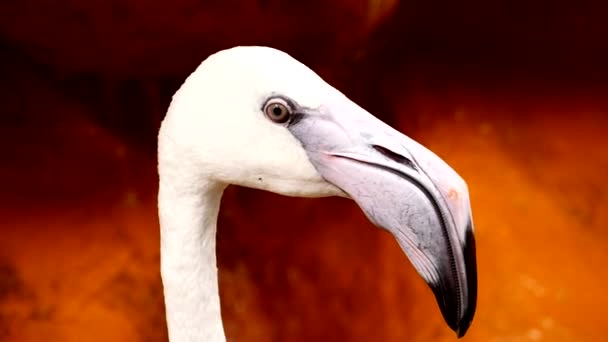 Close Long Mouth Throat Flamingo Pure White Hornbill Midst Nature — Stock Video