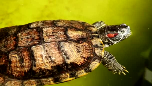 Top View Turtle Floating Water Turtle Shell Highlight — Stockvideo