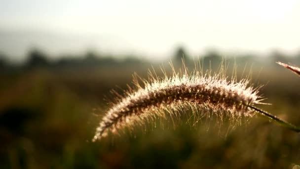 Grass Flowers Sunny Day Natural Fields Fresh Air — Wideo stockowe