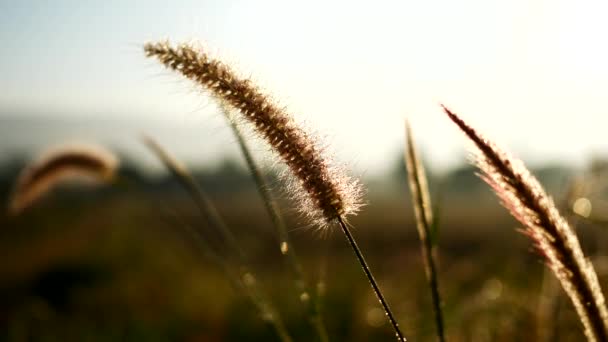 Close Grass Flowers Sunny Day Natural Fields Fresh Air — Wideo stockowe