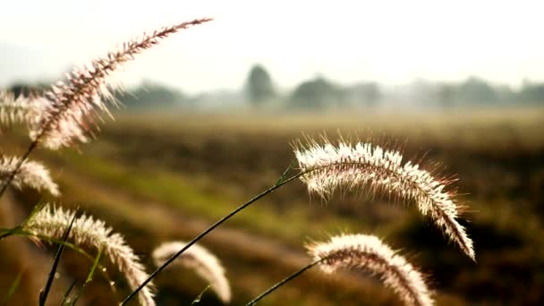 Close Grass Flowers Sunny Day Field Wind Blows Gently Nature — Vídeo de stock