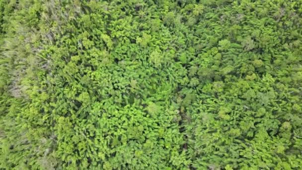 Spostare Macchina Fotografica Abbondanti Foreste Verdi Nate Dalla Natura Giorno — Video Stock