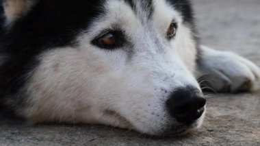 Sibirya Husky 'sinin önü dinleniyor. Beyaz ve siyah kürkü ve göze çarpan iki rengi vardır..