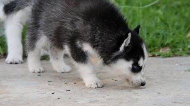 Sibirya yavrularının belirgin mavi gözleri vardır. Sibirya Husky 'si çok tatlı ve dost canlısı..