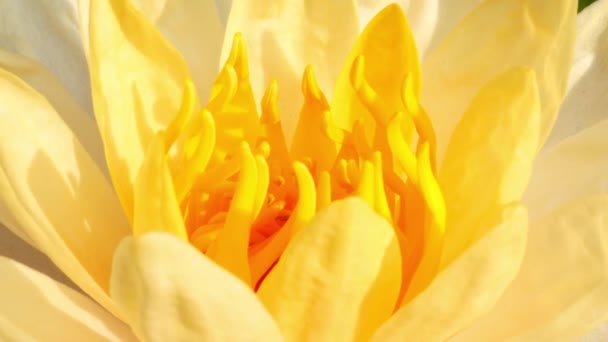 Σταδιακά Ανθίζει Χρώμα Και Πέταλα Του Λωτού Φυσικά Κίτρινος Λωτός — Αρχείο Βίντεο