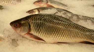 Süpermarket ve mağazada buzdaki balıklar, aşçılık malzemeleri, gıda konsepti.. 