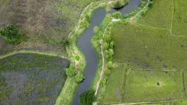 Büyük tarlalarda yeşil pirinç tarlaları. Bitki ve ekosistem bolluğu. Hareket eden kamera.