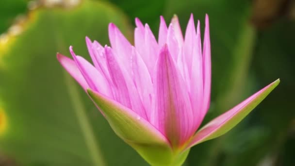 Temps Écoulé Floraison Graduelle Couleur Des Pétales Lotus Naturellement Lotus — Video
