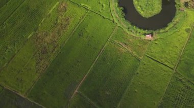 Üst manzara, büyük tarla dolusu yeşil pirinç. Yeşil pirinç bitkisi büyüyor..