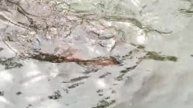 Üst manzara, su aygırları gölde oynuyor ve yüzüyorlar. Kahverengi tenli, iri gözlü ve iri vücutlu..